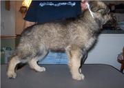 German Shepherd puppies for sale