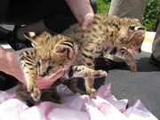 we have very sweat and beautiful exotic kittens for sale