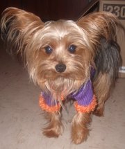 ***** PureBred Yorkshire Terrier for STUD service (TeaCup) ***** 
