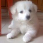 Veterinarians in Brampton,  Veterinarians in Mississauga