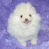 little teacup sweetheart.