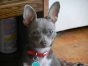 chihuahua puppy
