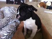 french bull dog