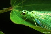 Pest Control in Toronto