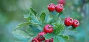 LOCAL HERB WALKS & MEDICINE MAKING WORKSHOP  - October 20 & 21,  2012