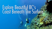 Scuba Diving for Thrilling Underwater World