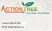 Tree Care Experts Know Shrubs Well