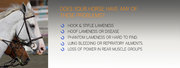Get Laminitis Horses Treatment From Equi Stim Leg Saver