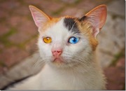 Kitten Sitter and/or House Checker