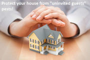city pest control    (416-410-2786)