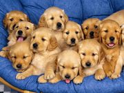 Pet Transportation in Canada Provides Safe Friendly Pet Travel