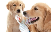 Ambassador Animal Hospital Windsor