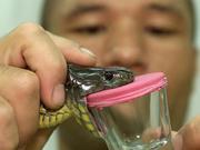 Scorpion Venoms and Snake Venoms for sale 