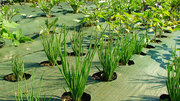Get Landscape Fabric for Weed control