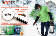 Ants Control Service - Pest Control Company