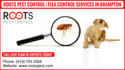 Flea Control Services in Brampton | Roots Pest Control 