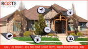 Outstanding Residential Pest Control Services in Brampton
