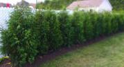 Plant a tree hedge or a tree in your home