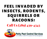 Possum Removal Simcoe