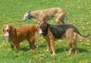 best Professional dog walking services