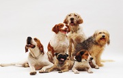 Ottawa pet sitting for your lovely pets.