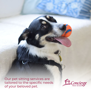 Pet Sitting Service Ottawa