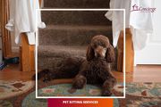 Pet Sitting Service Ottawa | Cat & Dog Sitting Near Me
