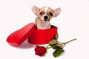 Groovy Grooms Dog Grooming (Phone) Sharie 539-6337