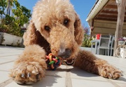 Dog Walking and Boarding services in Oshawa! 
