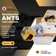 Ant Pest Control Services
