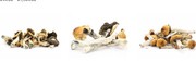 Ecuadorian Magic Mushrooms