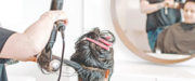 Root Touch-Up & Hair Highlights by Expert Stylists 