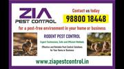 Zia Pest Control | Rodent Control Best price | 100% Result | Pest ser