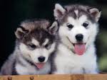 Cute Siberian Husky Puppies