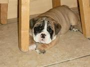 C kc English bull dog  puppy