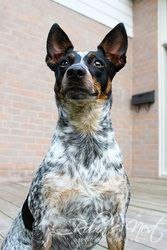 Pet Photography | Formal and Lifestyle Portraits