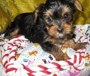 A good looking Yorkshire puppy for you