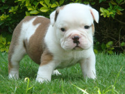 Adorable English Bulldog Puppies for New Home