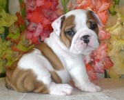 English Bulldog Puppies Avail